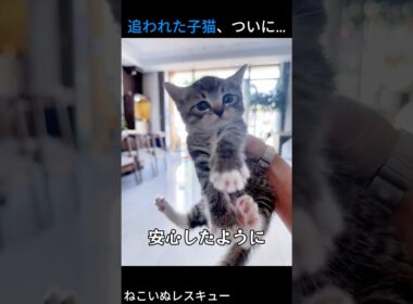 この子猫、なぜ追われているの…？