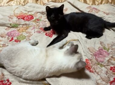 いつもの日常。じゃれあう子ネコ2匹。シャムの雫vs黒猫の黒夢