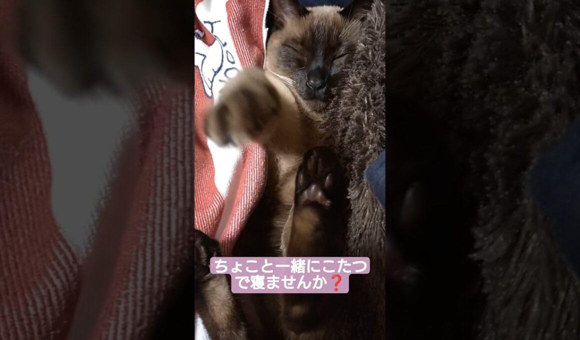 ちょこさん😺こたつにおいでおいでします😸 #シャム猫 #たぬき猫 #ねこのいる生活 ねこ