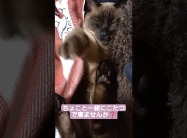 ちょこさん😺こたつにおいでおいでします😸 #シャム猫 #たぬき猫 #ねこのいる生活 ねこ