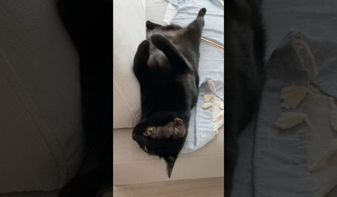 へそてん黒猫ボンベイ　#子猫 #cat #bombay #ねこ #ねこ動画 #ねこのいる生活 #ねこのいる暮らし #癒やし #かわいい #猫好きさんと繋がりたい