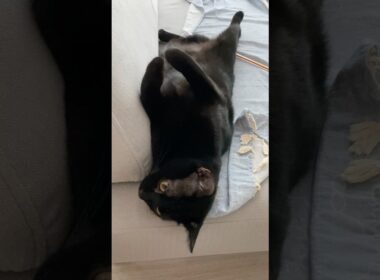 へそてん黒猫ボンベイ　#子猫 #cat #bombay #ねこ #ねこ動画 #ねこのいる生活 #ねこのいる暮らし #癒やし #かわいい #猫好きさんと繋がりたい