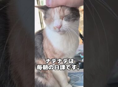 ナデナデは朝の日課な猫 ＃かわいい猫