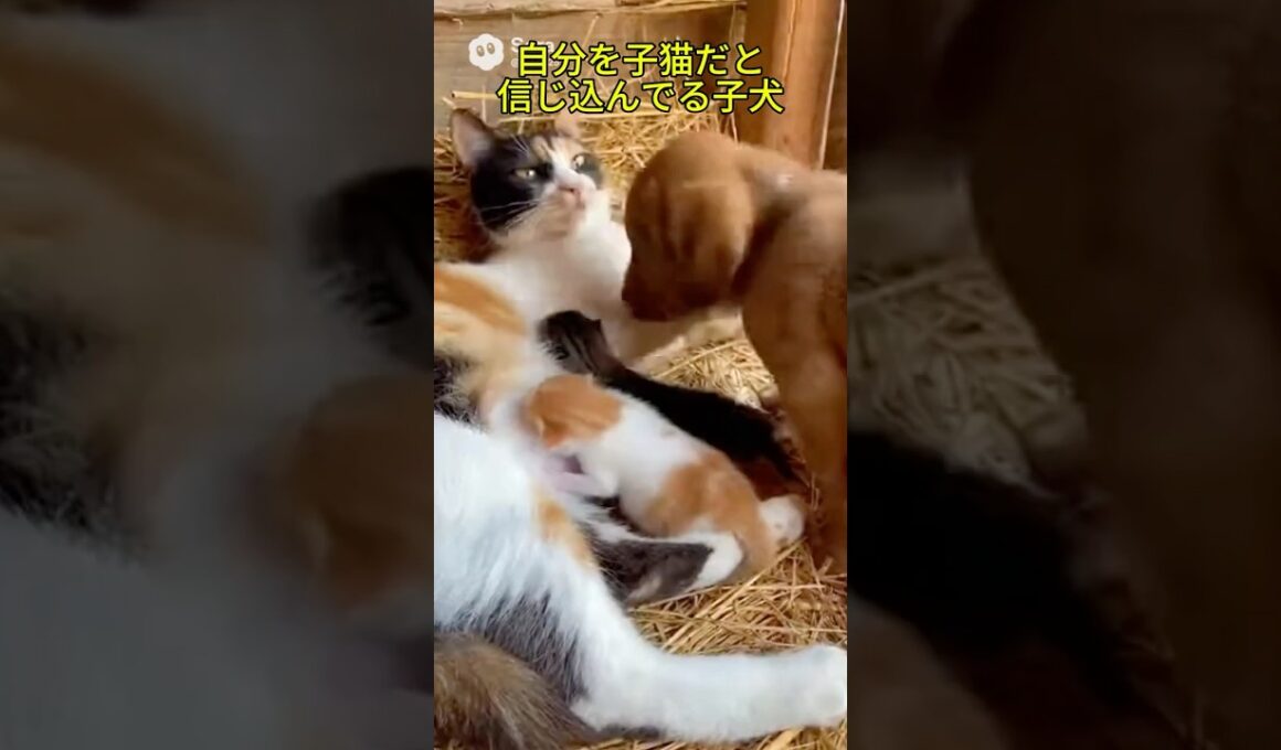 自分を子猫だと信じ込んでる子犬
