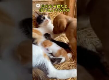 自分を子猫だと信じ込んでる子犬