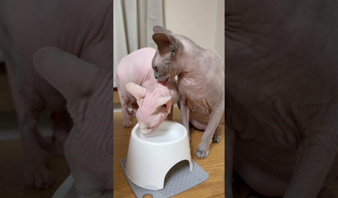 妹が水を飲み終わるまで待つ猫スルタン【スフィンクス】