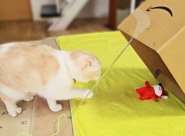 バレバレの罠をしかけたら子猫とハスキー犬達がまさか...笑