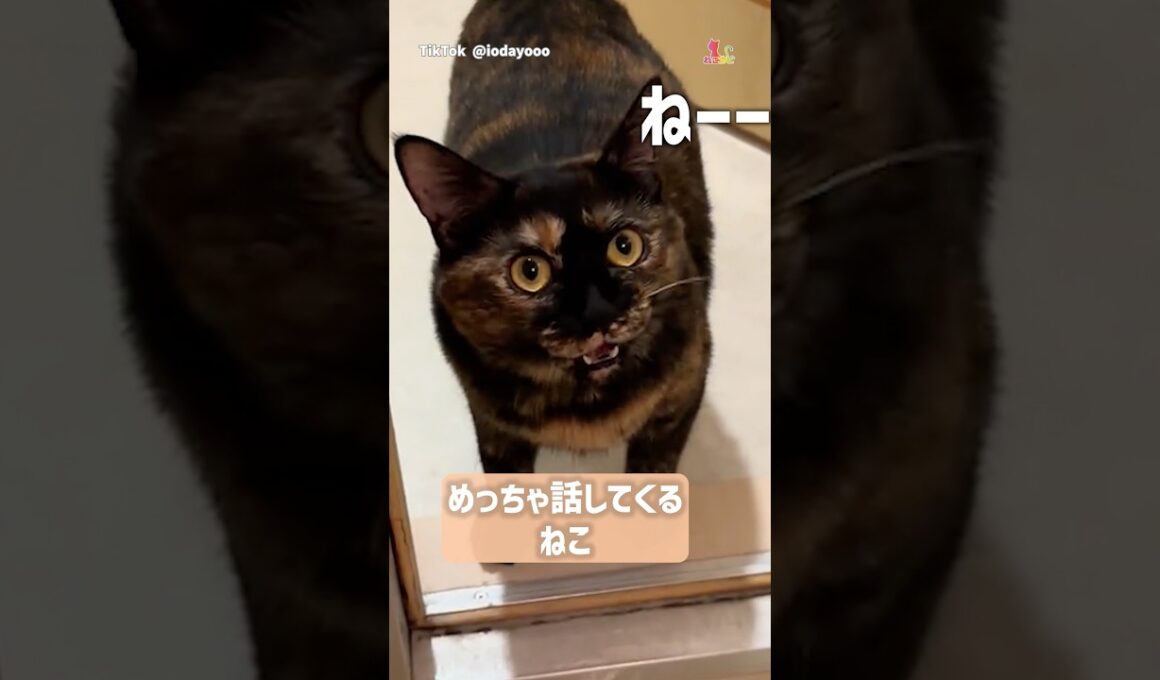 めっちゃ話しかけてくるねこ