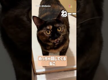 めっちゃ話しかけてくるねこ