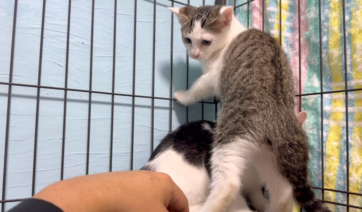 母猫との別れ…残された子猫達に手を差し伸べたら全力で拒否されました【保護猫】