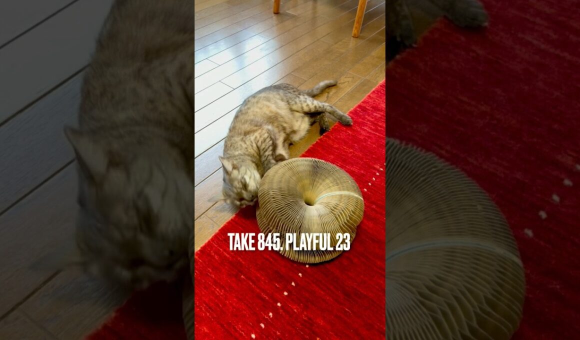 #楽しそうでなによりです #捨てたいおもちゃ なんだけど #じゃれる猫 #playfulcats #egyptianmaucat #エジプシャンマウ #エジプシャンマウスモーク #shorts