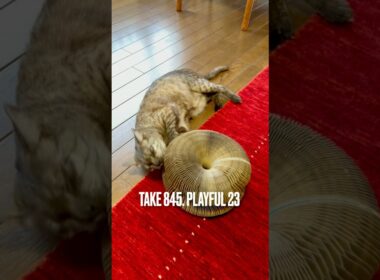 #楽しそうでなによりです #捨てたいおもちゃ なんだけど #じゃれる猫 #playfulcats #egyptianmaucat #エジプシャンマウ #エジプシャンマウスモーク #shorts