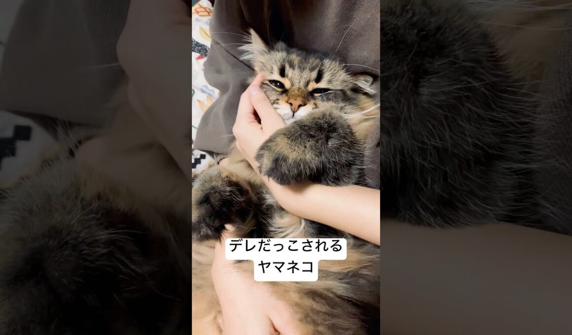 だっこ大好きっこ #サイベリアン #猫 #cat #ヤマネコ