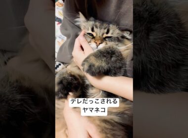 だっこ大好きっこ #サイベリアン #猫 #cat #ヤマネコ