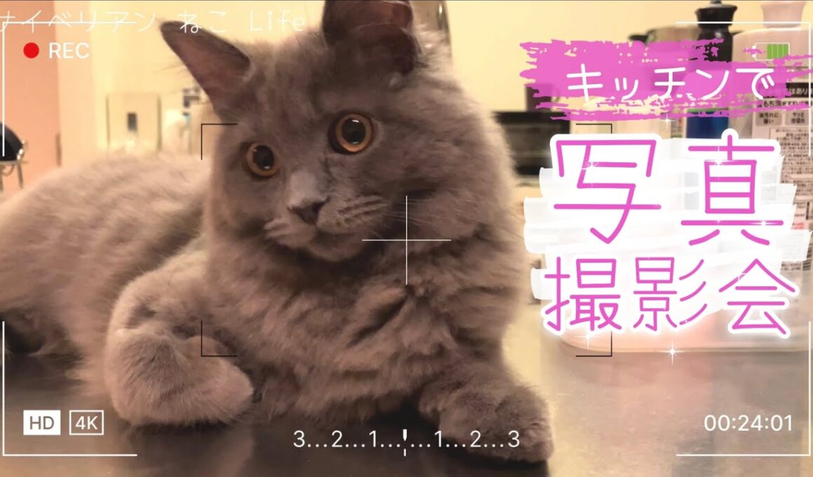 【サイベリアン子猫】かわいい推しねこ
