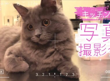 【サイベリアン子猫】かわいい推しねこ