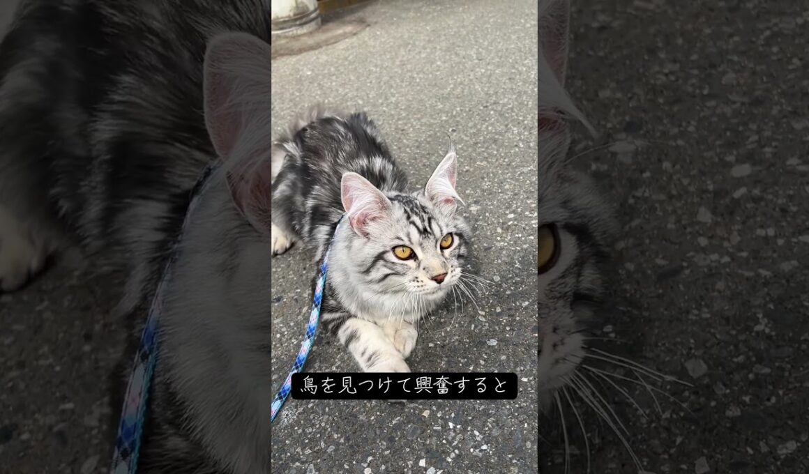 猫の「クラッキング」#猫といる暮らし #メインクーン #mainecoon #ラグドール #ragdoll