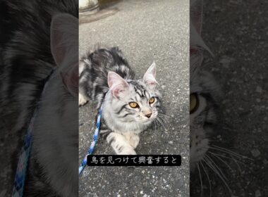 猫の「クラッキング」#猫といる暮らし #メインクーン #mainecoon #ラグドール #ragdoll