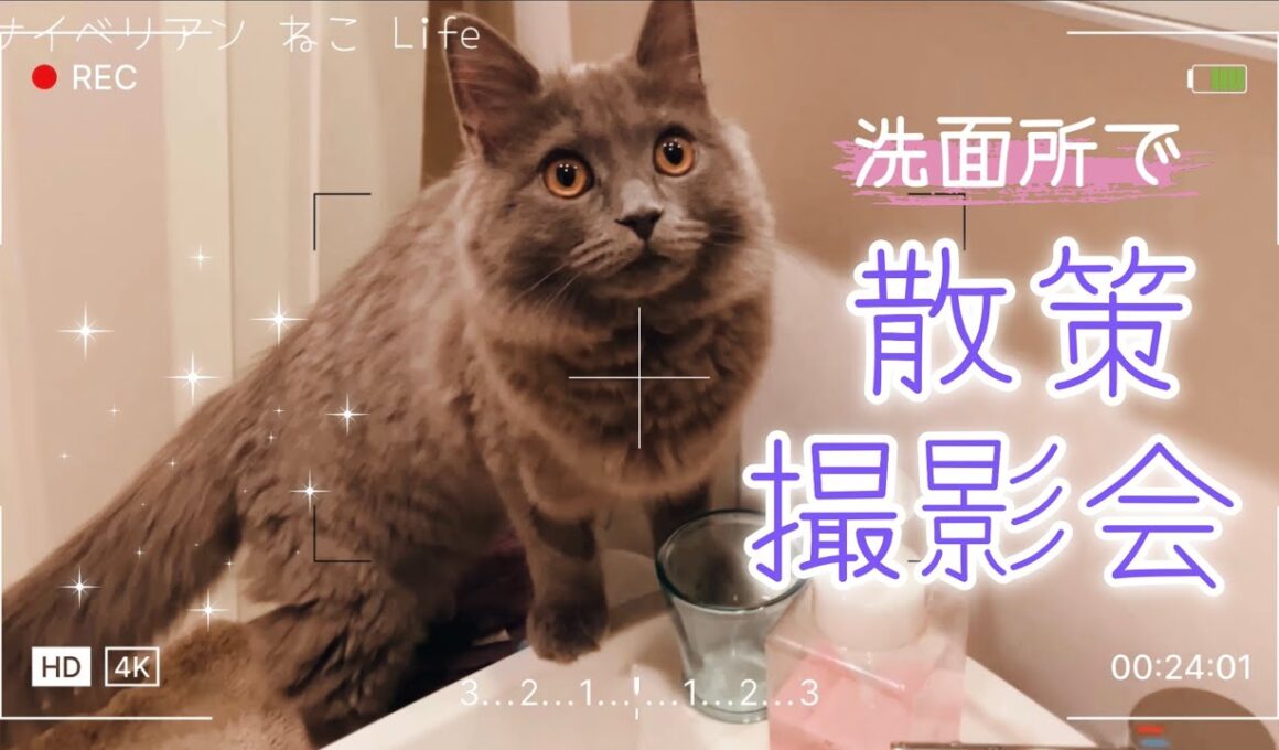 【サイベリアン子猫】洗面所をじっくり散策するねこ