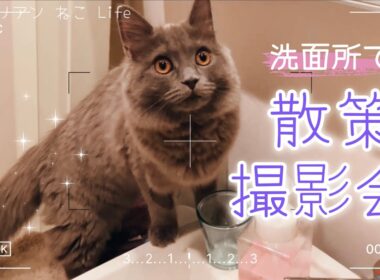 【サイベリアン子猫】洗面所をじっくり散策するねこ