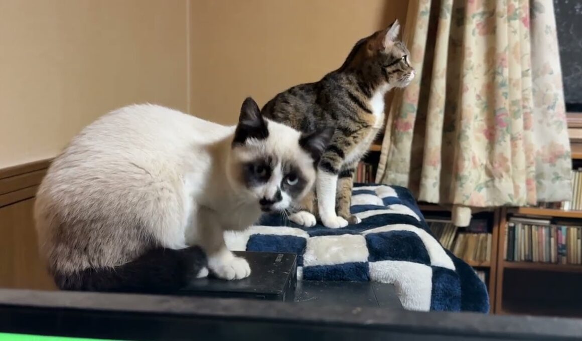 キジシロのルルに近づくようになった新入りシャムの子ねこパンダくん