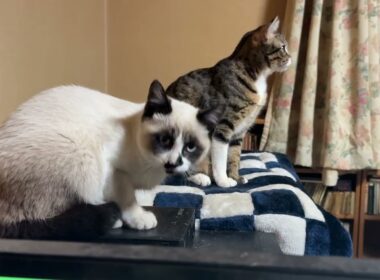 キジシロのルルに近づくようになった新入りシャムの子ねこパンダくん