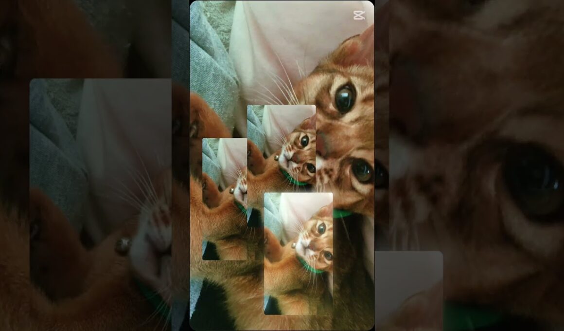 記憶（生後３ヶ月）アビシニアン🐾男の子