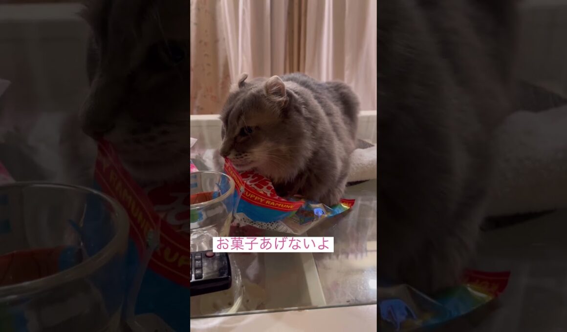 お菓子タイム #ねこ動画 #アメリカンカール #猫のいる暮らし