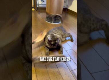 #逆再生動画 #毎日飽きずに #猫じゃらしで遊ぶ #エジプシャンマウスモーク #egyptianmaucat #エジプシャンマウ #エジプシャンマウの仲間たち #shorts