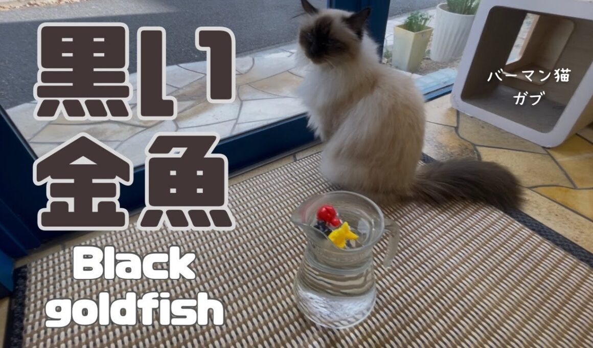 バーマン猫ラフとガブ【黒い金魚】Black goldfish（バーマン猫）Birman/Cat