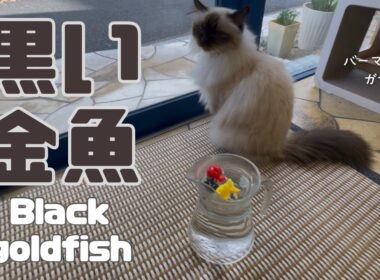 バーマン猫ラフとガブ【黒い金魚】Black goldfish（バーマン猫）Birman/Cat
