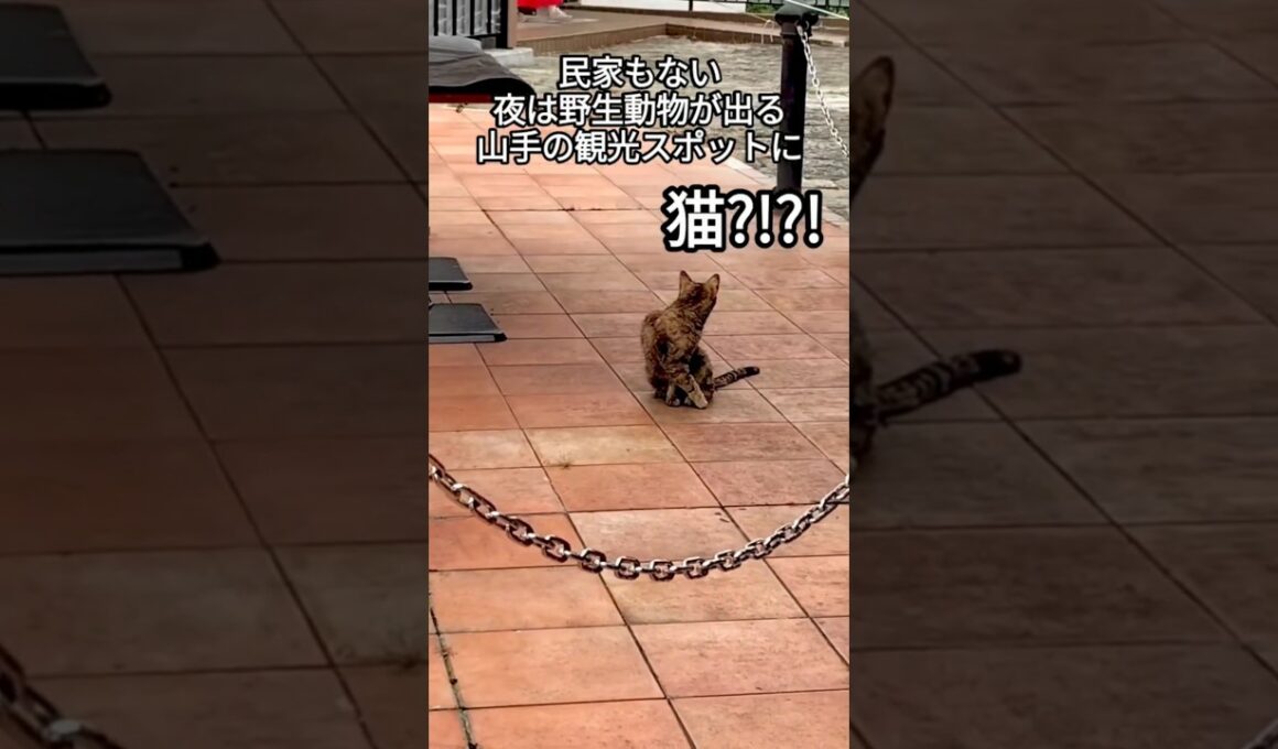 観光スポットでひとりぼっちで彷徨う子猫と出会いました（前編）