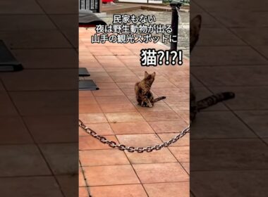 観光スポットでひとりぼっちで彷徨う子猫と出会いました（前編）