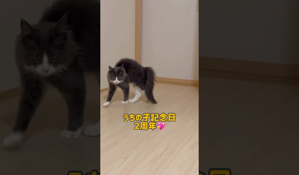 うちの子記念日💖 #ねこ #ターキッシュアンゴラ #cat #shorts
