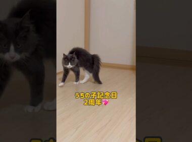 うちの子記念日💖 #ねこ #ターキッシュアンゴラ #cat #shorts
