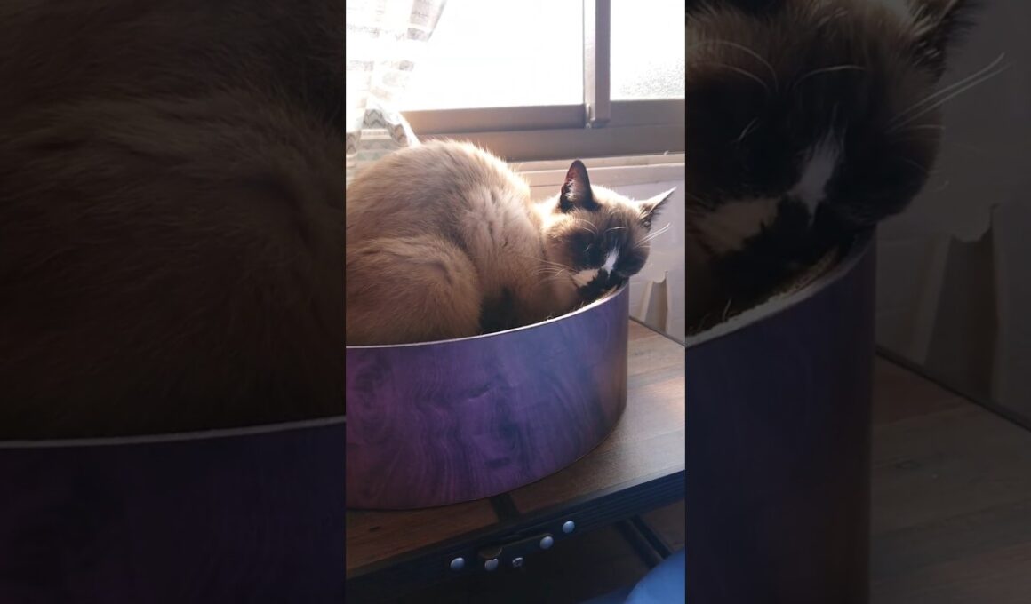 シャム猫さんが お昼寝をはじめました