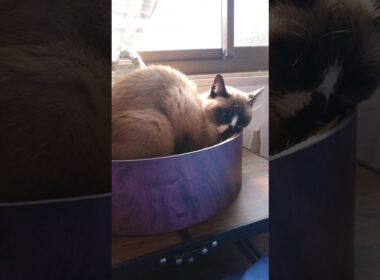 シャム猫さんが お昼寝をはじめました