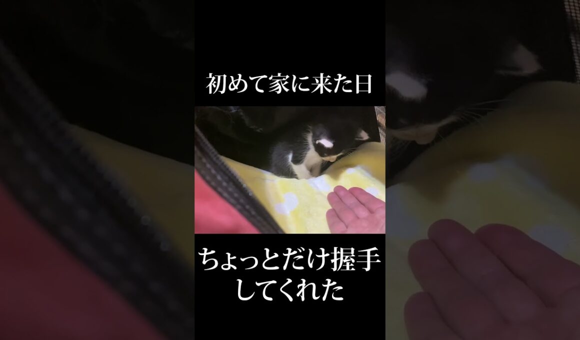 ちょっとだけ握手してくれた #保護子猫