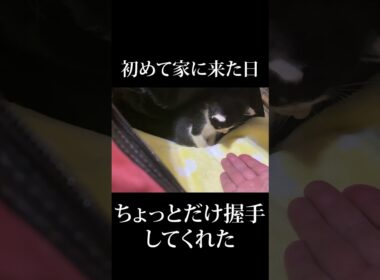 ちょっとだけ握手してくれた #保護子猫