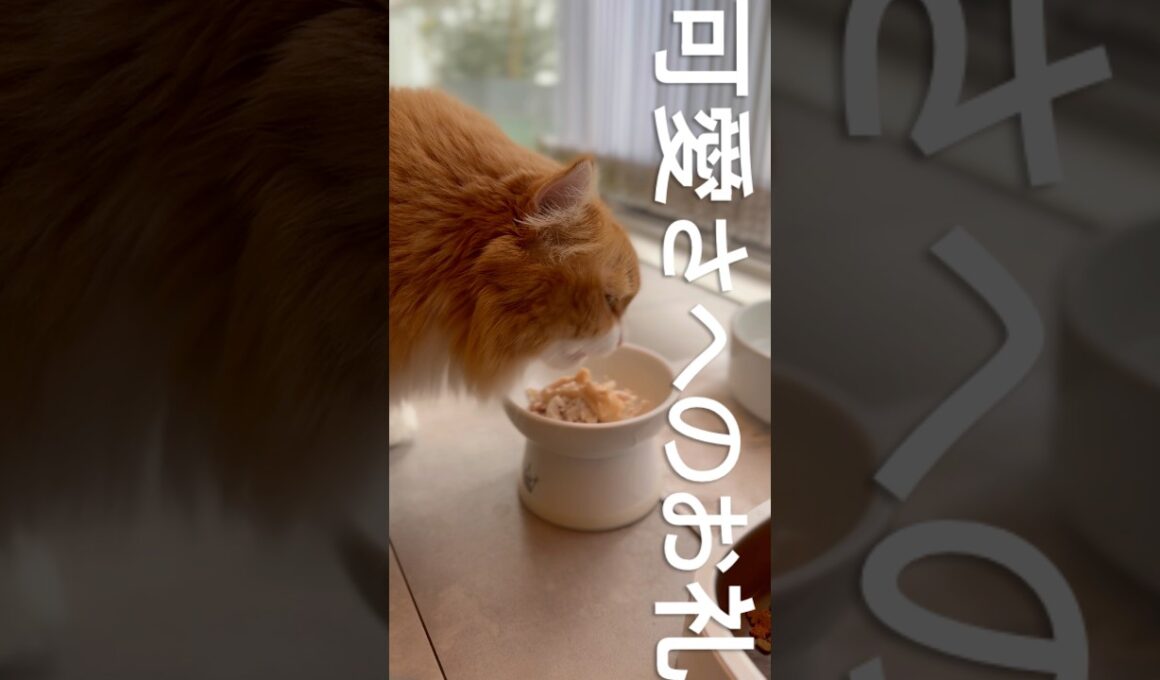 可愛さへのお礼 #cat #アメリカンカール #猫のいる暮らし #猫