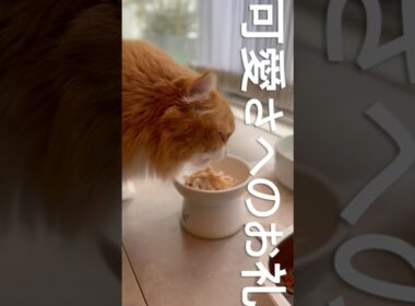 可愛さへのお礼 #cat #アメリカンカール #猫のいる暮らし #猫