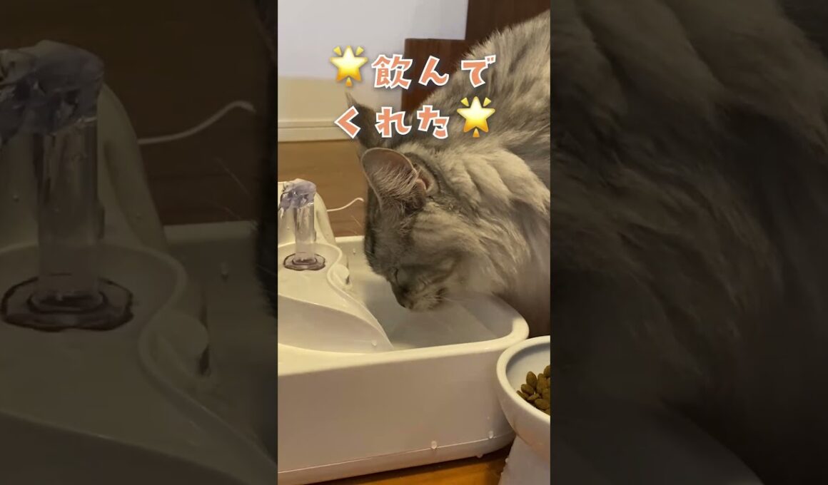 大型猫も楽しみながら水分補給。ごくごく飲める新鮮で美味しい噴水型自動給水器LALAHOME　RealFountainペット用自動給水器