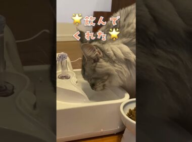大型猫も楽しみながら水分補給。ごくごく飲める新鮮で美味しい噴水型自動給水器LALAHOME　RealFountainペット用自動給水器