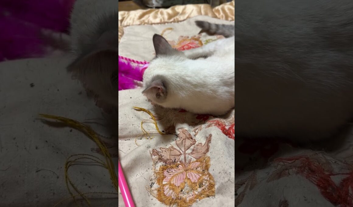 シャムの子ネコ雫、一人で、ピンクのネコジャラシをする