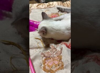 シャムの子ネコ雫、一人で、ピンクのネコジャラシをする