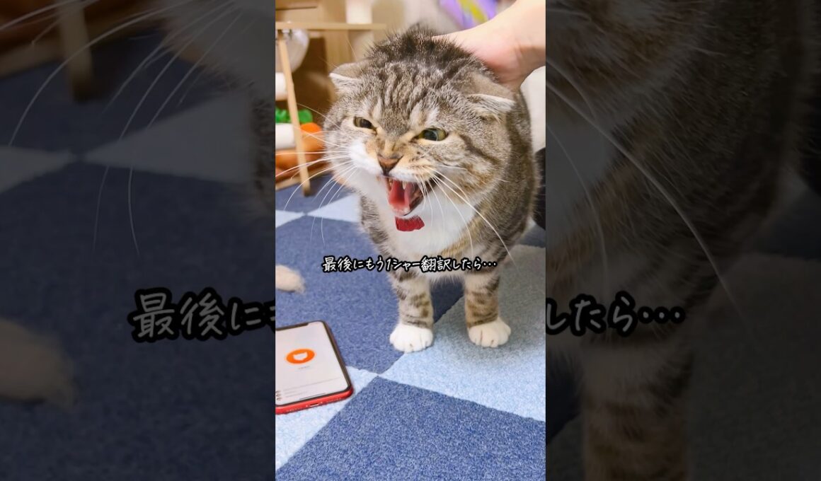 【禁断】猫のシャーを翻訳した飼い主の末路がコチラ･･･😭 #猫