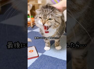 【禁断】猫のシャーを翻訳した飼い主の末路がコチラ･･･😭 #猫