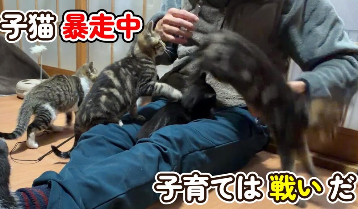 【子猫暴走中】子育ては戦いだ