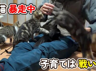 【子猫暴走中】子育ては戦いだ