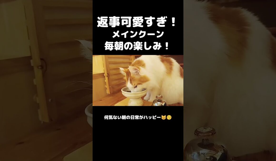 今日のセテさん #メインクーン #ノルウェージャンフォレストキャット #大型猫 #猫のいる暮らし #shorts #cat #mainecoon #catshorts​